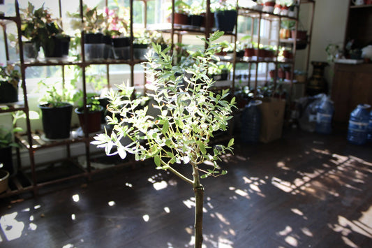 Young willow plant with slender green leaves growing indoors near a window, surrounded by shelves filled with various potted plants in a sunlit room.