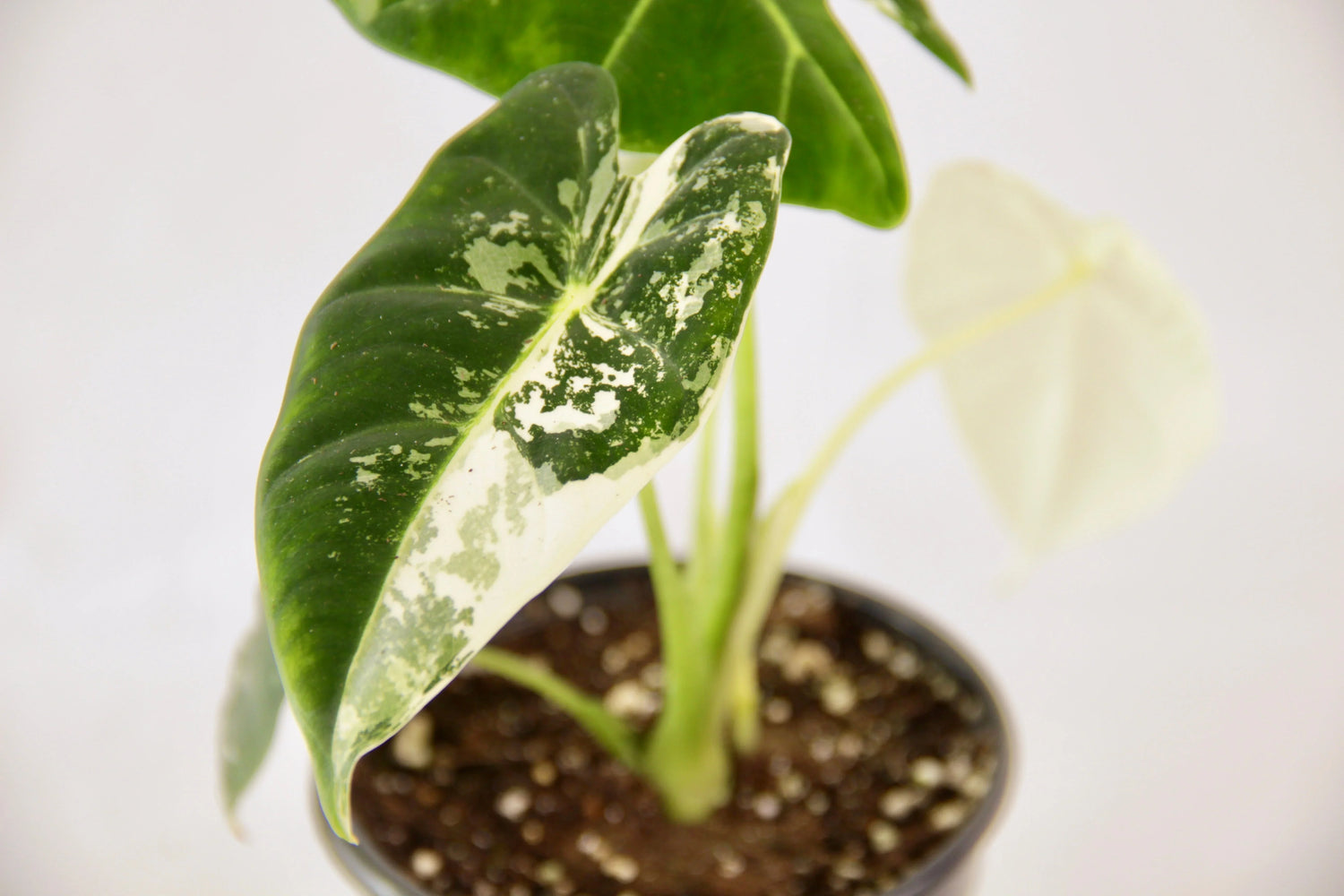 Alocasias