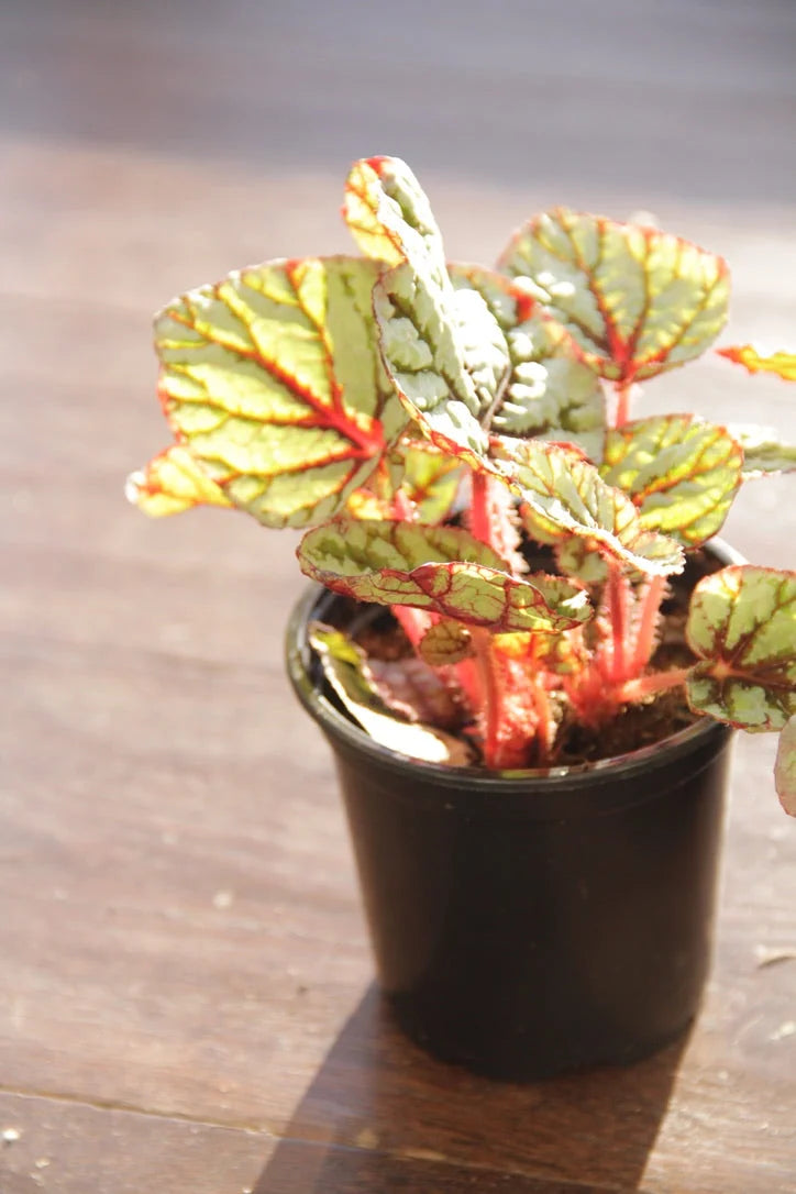 Begonias