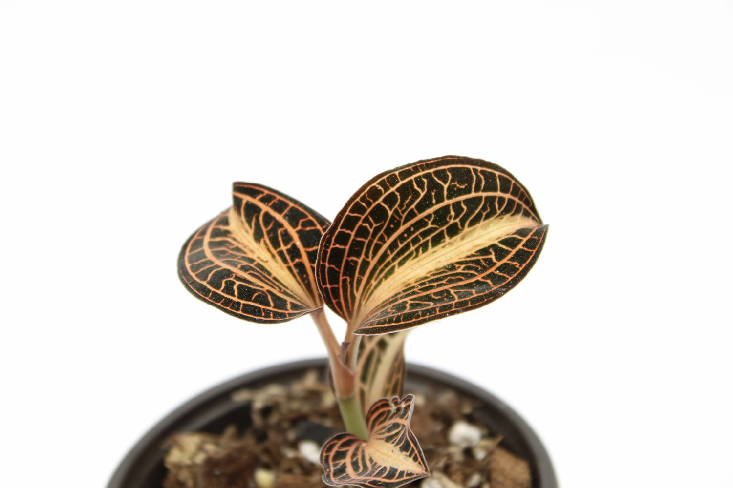 Jewel Orchids