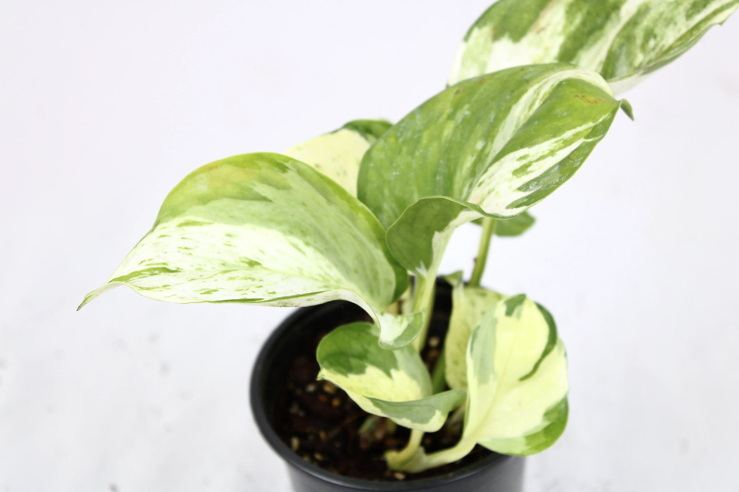 Epipremnum