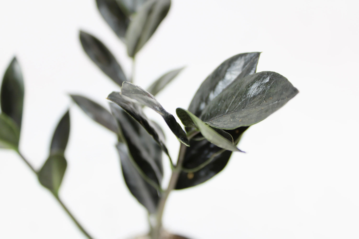 Low Light Plants