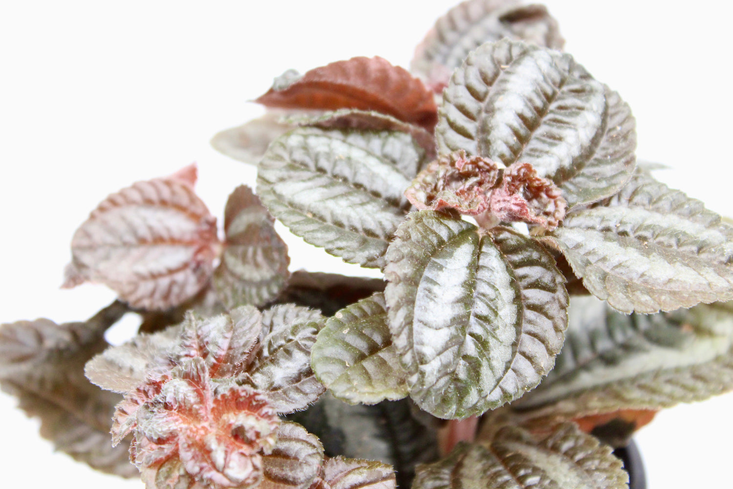 Pilea