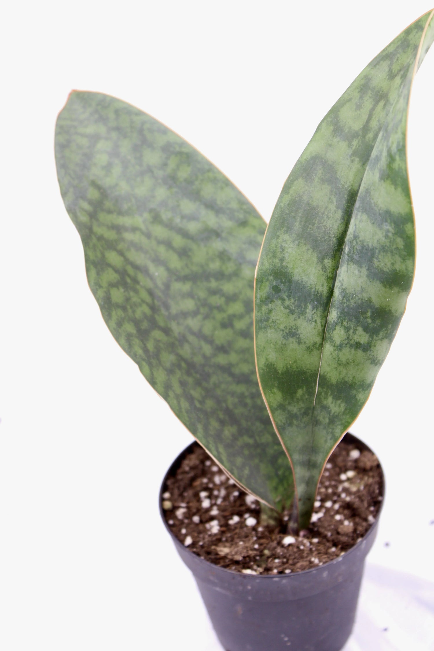 Snake Plants