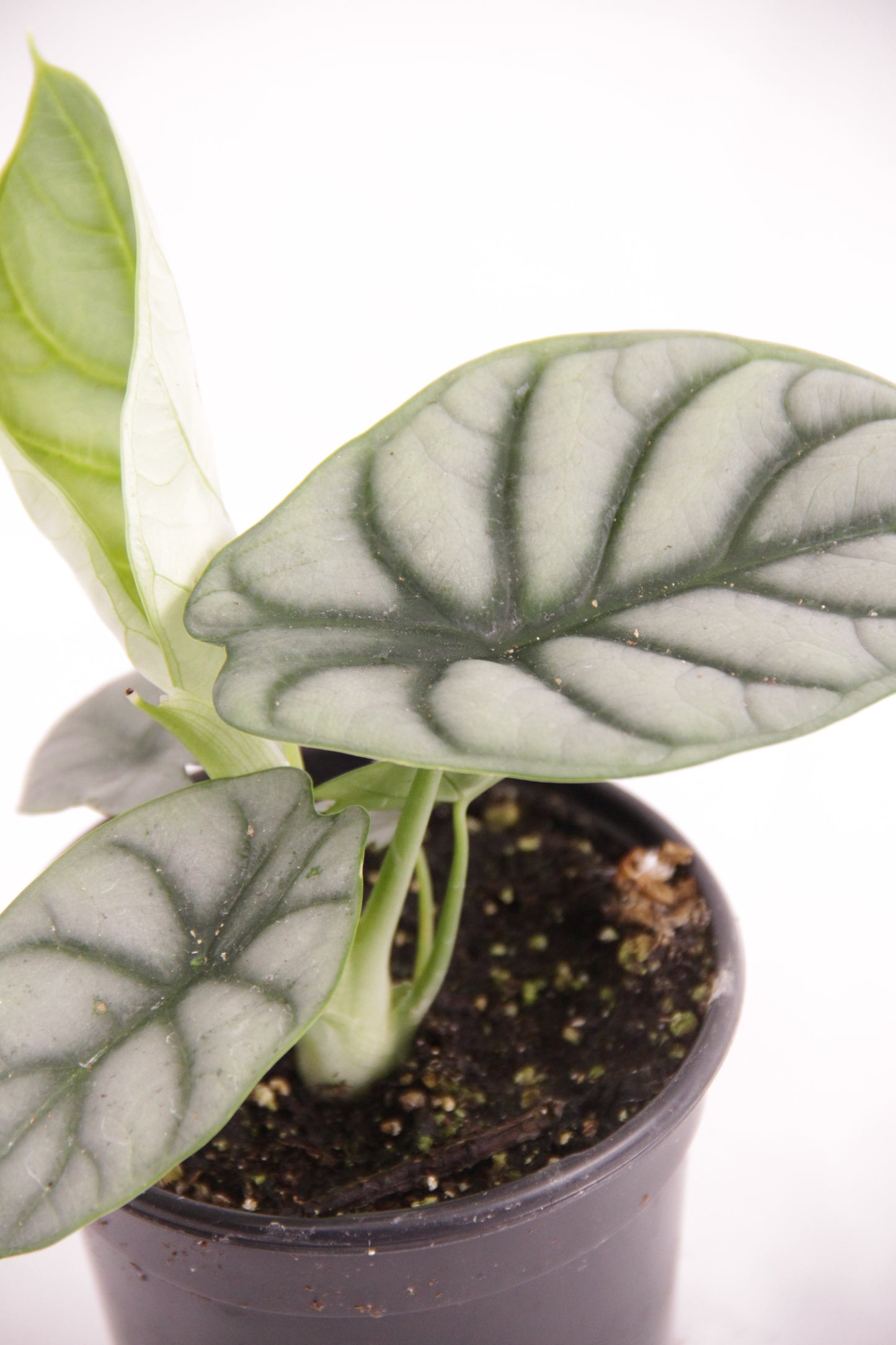 Alocasia Silver Dragon