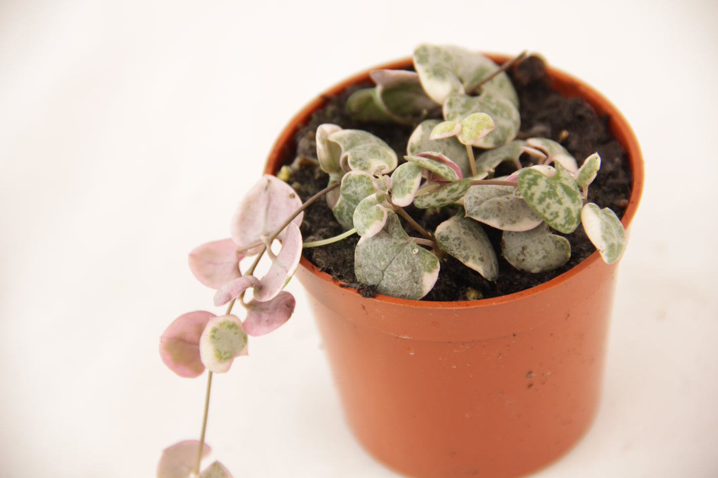 String of Hearts, Pretty Pink (Ceropegia Woodii)