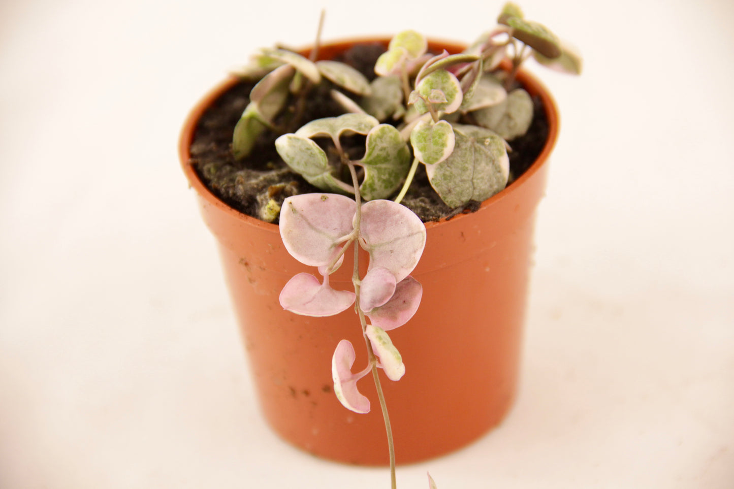 String of Hearts, Pretty Pink (Ceropegia Woodii)