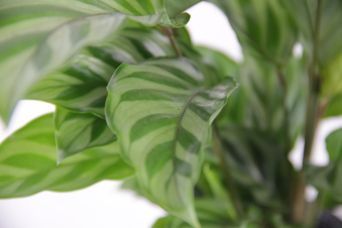 Calathea Freddie 'Concinna', Zebra Plant