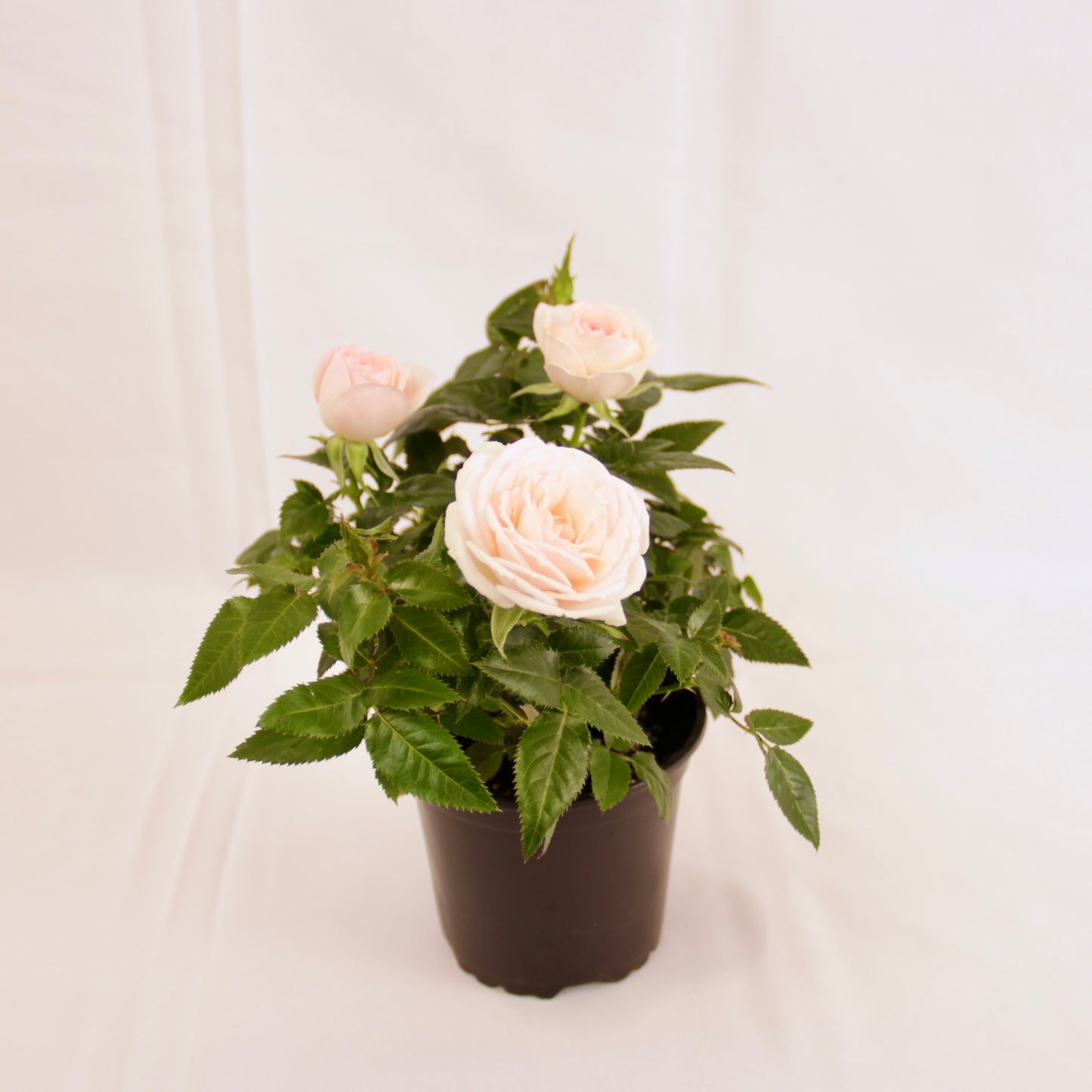 Mini Rose 'Rosaroma'