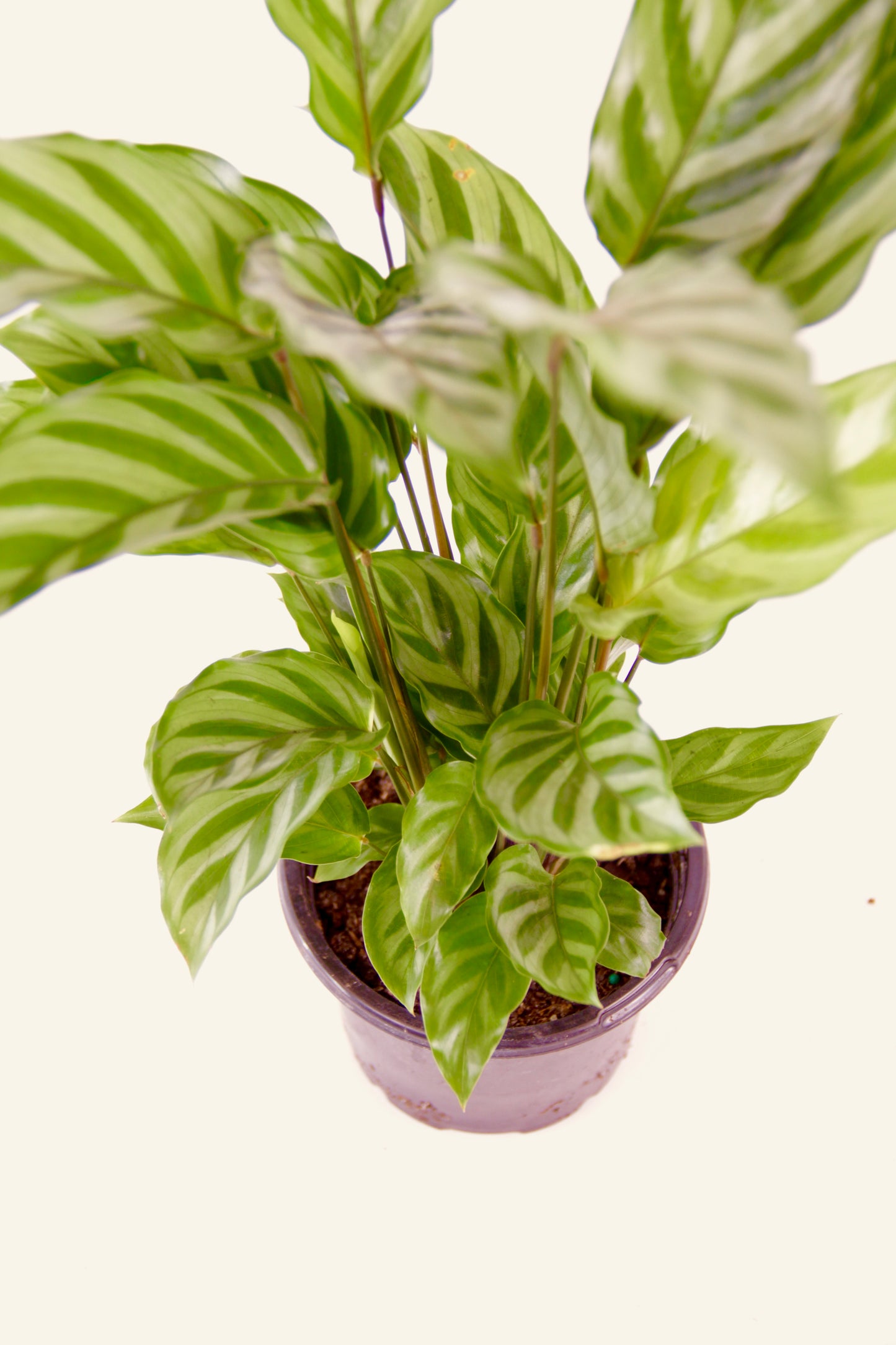 Calathea Freddie 'Concinna', Zebra Plant