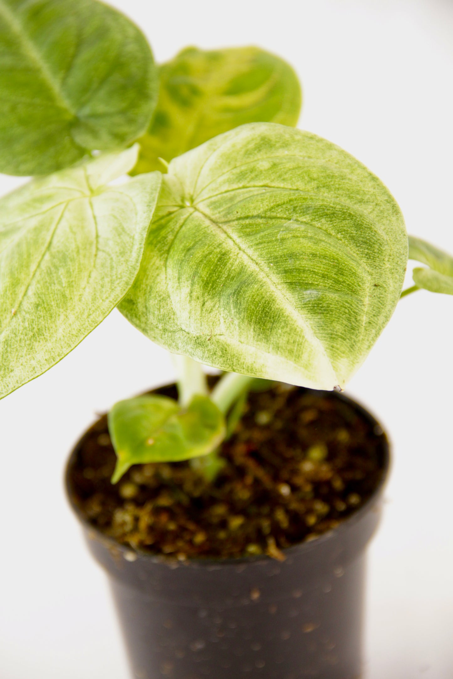 Syngonium Macrophyllum 'Frosted Heart'