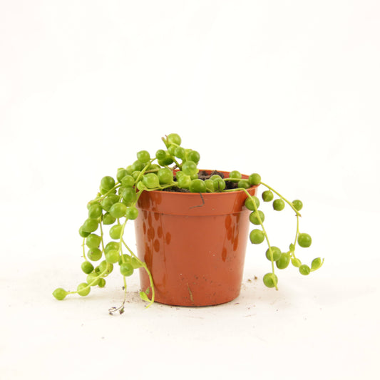 String of Pearls