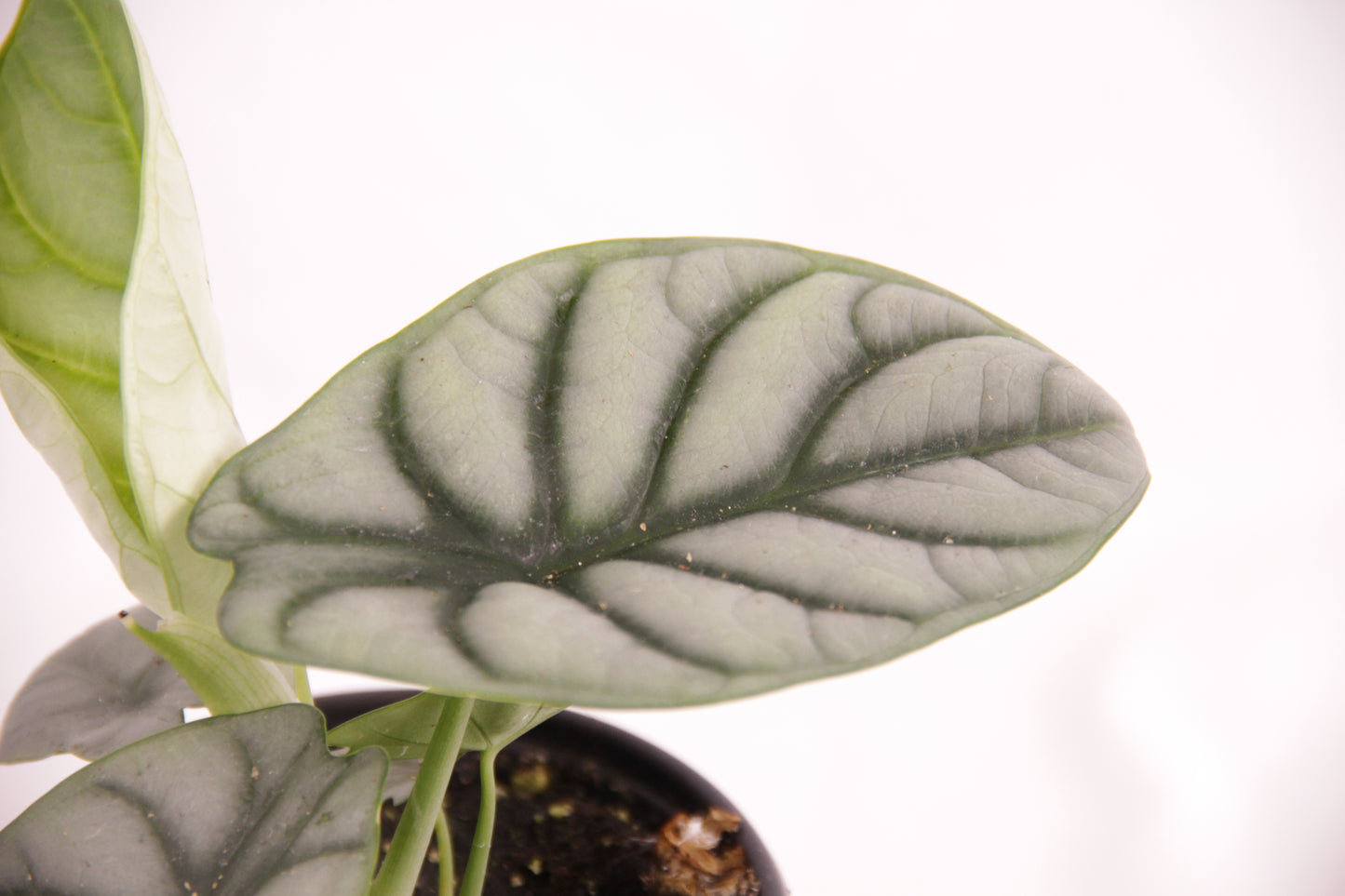 Alocasia Silver Dragon