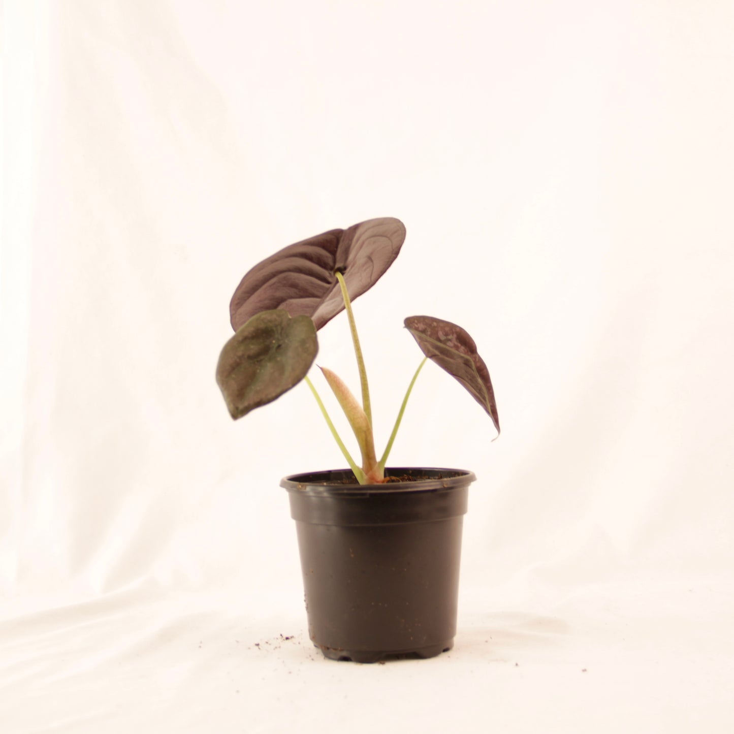 Alocasia Cuprea, Jewel Alocasia