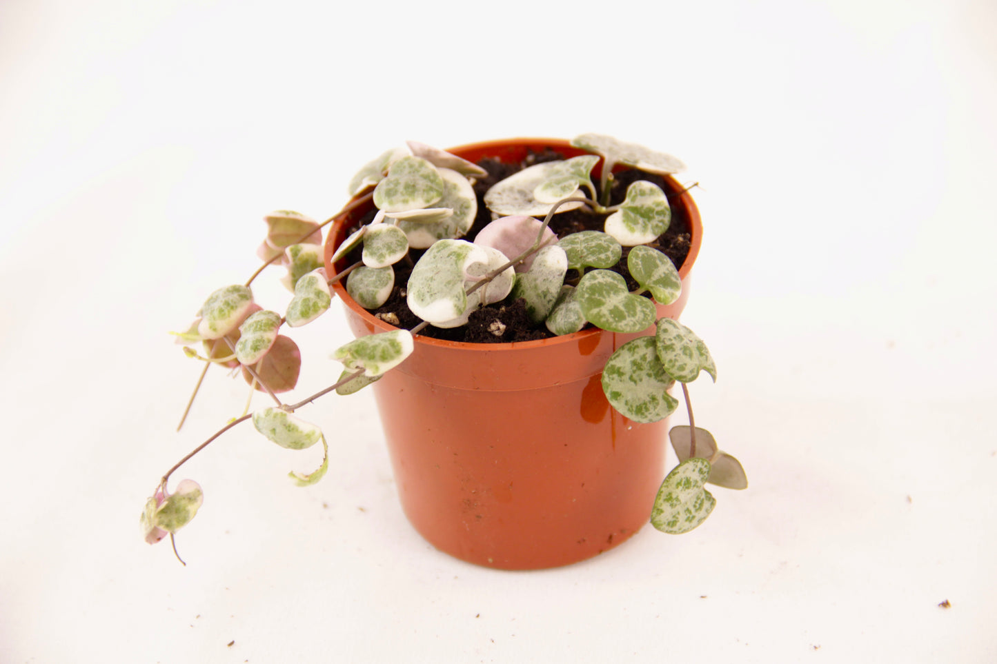 String of Hearts, Pretty Pink (Ceropegia Woodii)