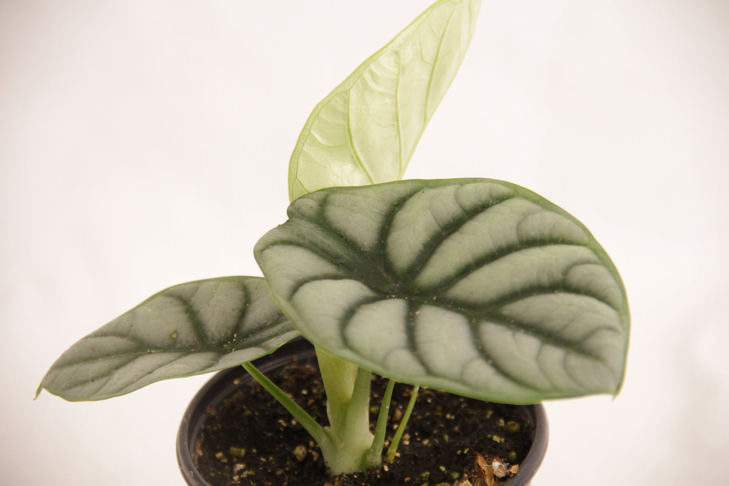 Alocasia Silver Dragon