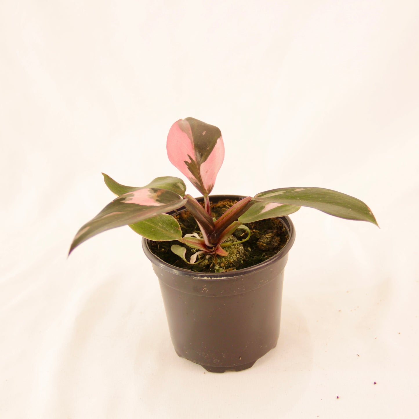 Philodendron Pink Princess (Philodendron Erubescens)