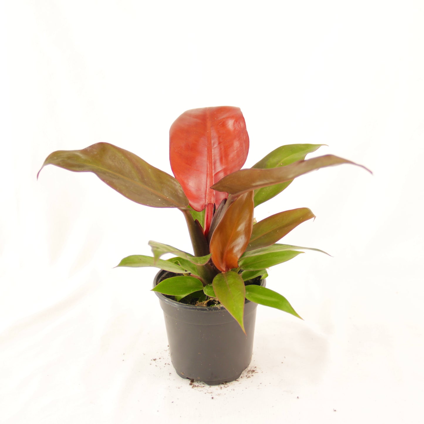 Philodendron Sun Red (Philodendron Erubescens 'Red Sun')