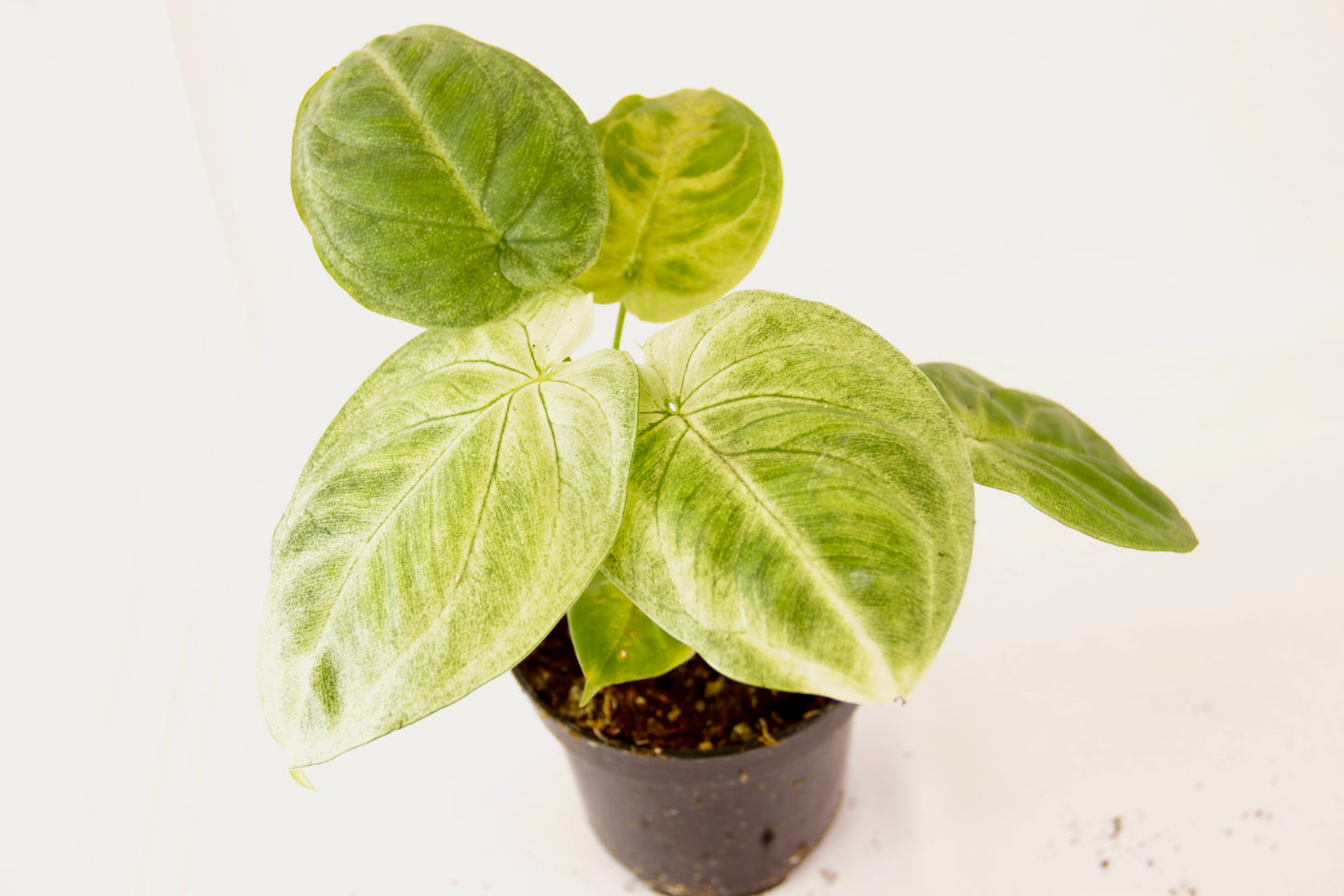 Syngonium Macrophyllum 'Frosted Heart'