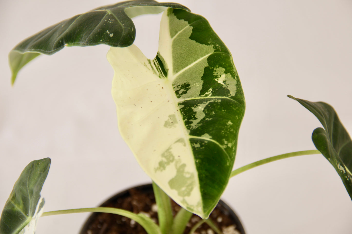 Alocasia Micholitziana 'Frydek' Variegata