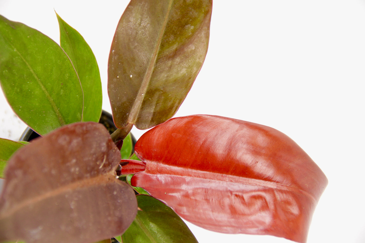 Philodendron Sun Red (Philodendron Erubescens 'Red Sun')