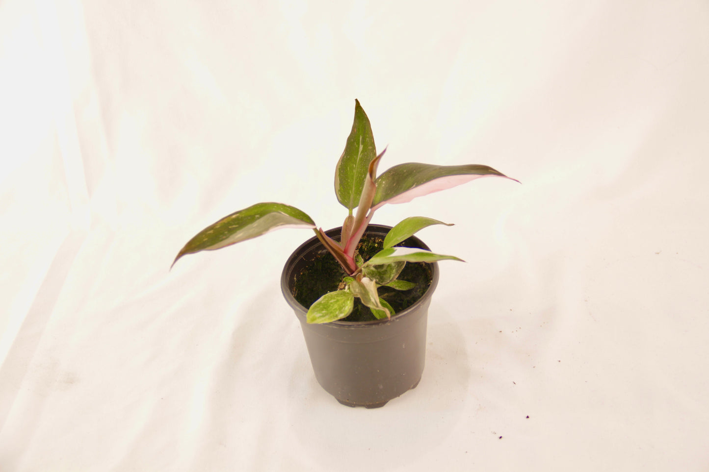 Philodendron Pink Princess (Philodendron Erubescens)