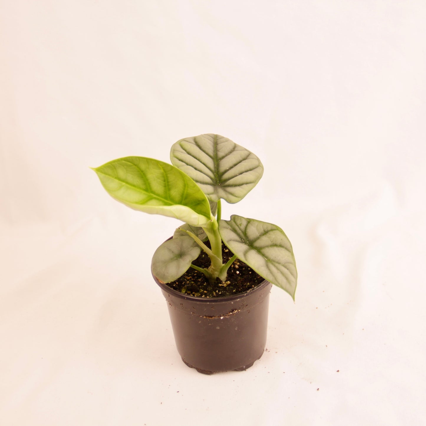 Alocasia Silver Dragon