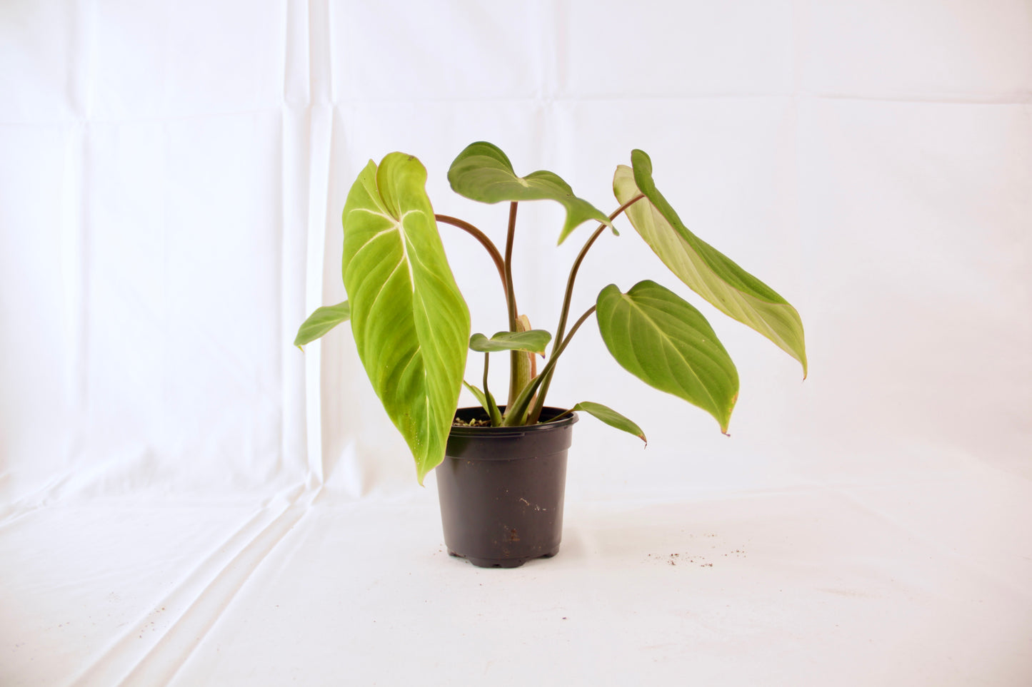 Philodendron Gloriosum (Velvet Philodendron)