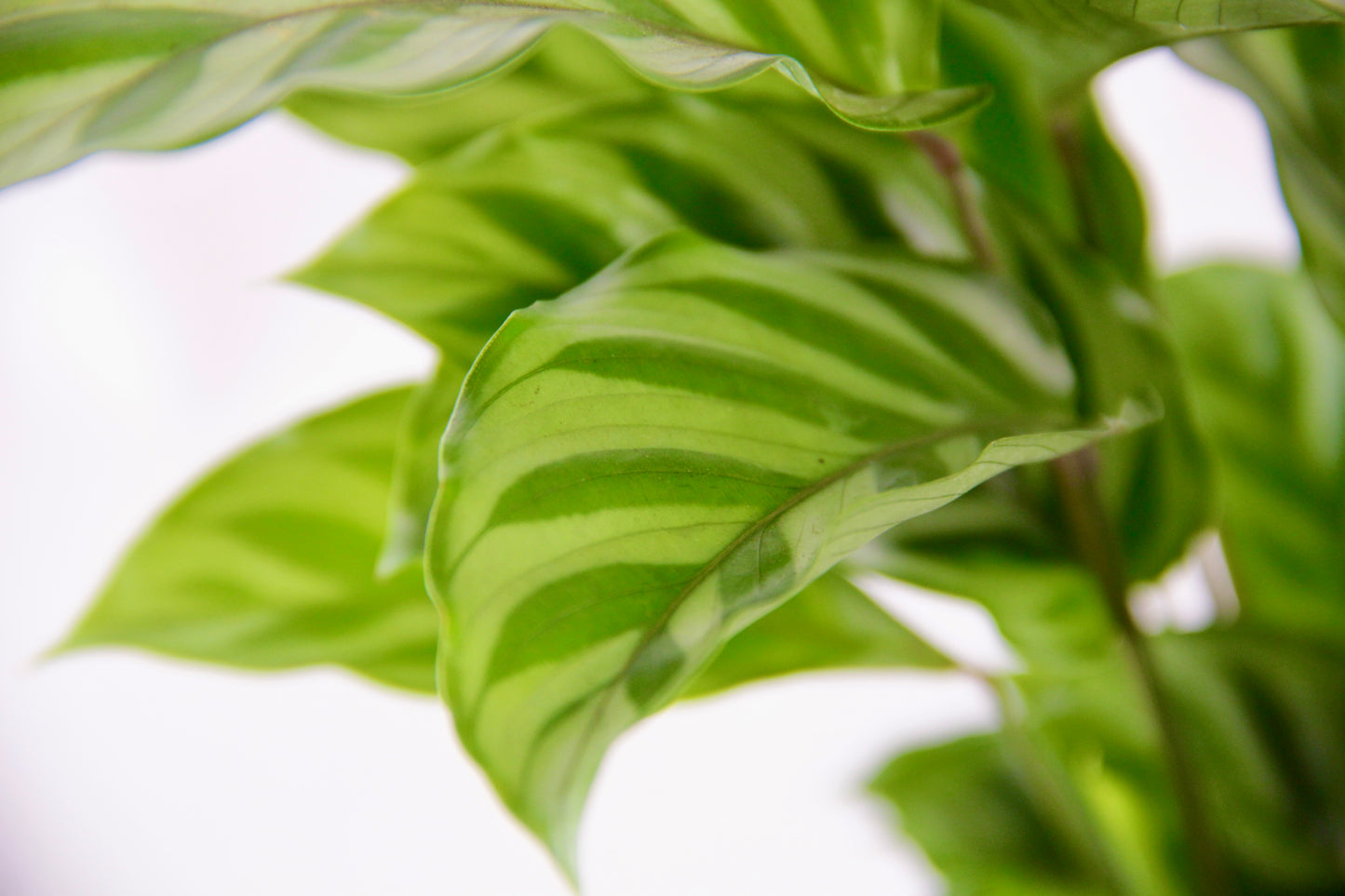 Calathea Freddie 'Concinna', Zebra Plant