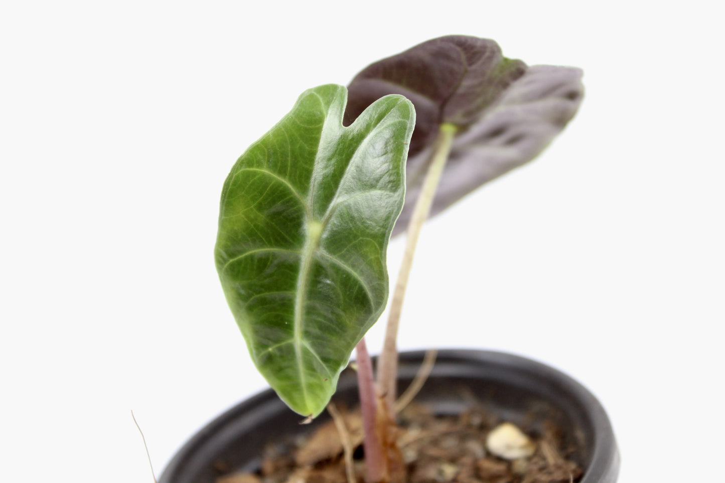 Alocasia Polly (Alocasia x amazonica ‘Polly’)