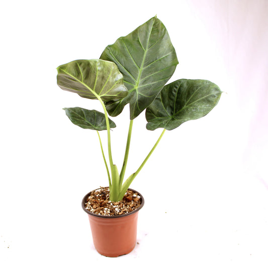 Alocasia Regal Shields plant in a brown nursery pot with large dark green leaves and prominent veins