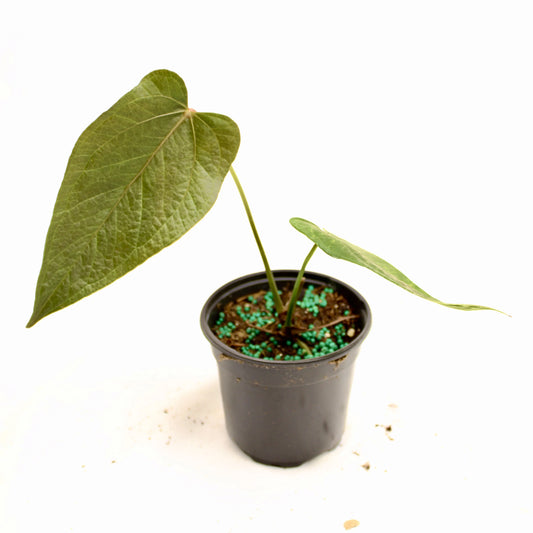 Anthurium Queen of Hearts (Anthurium andraeanum 'queen of hearts')