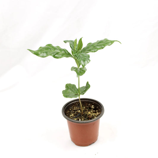 Arabica Coffee, Coffea Arabica