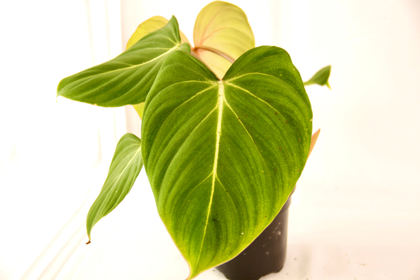 Philodendron Gloriosum (Velvet Philodendron)