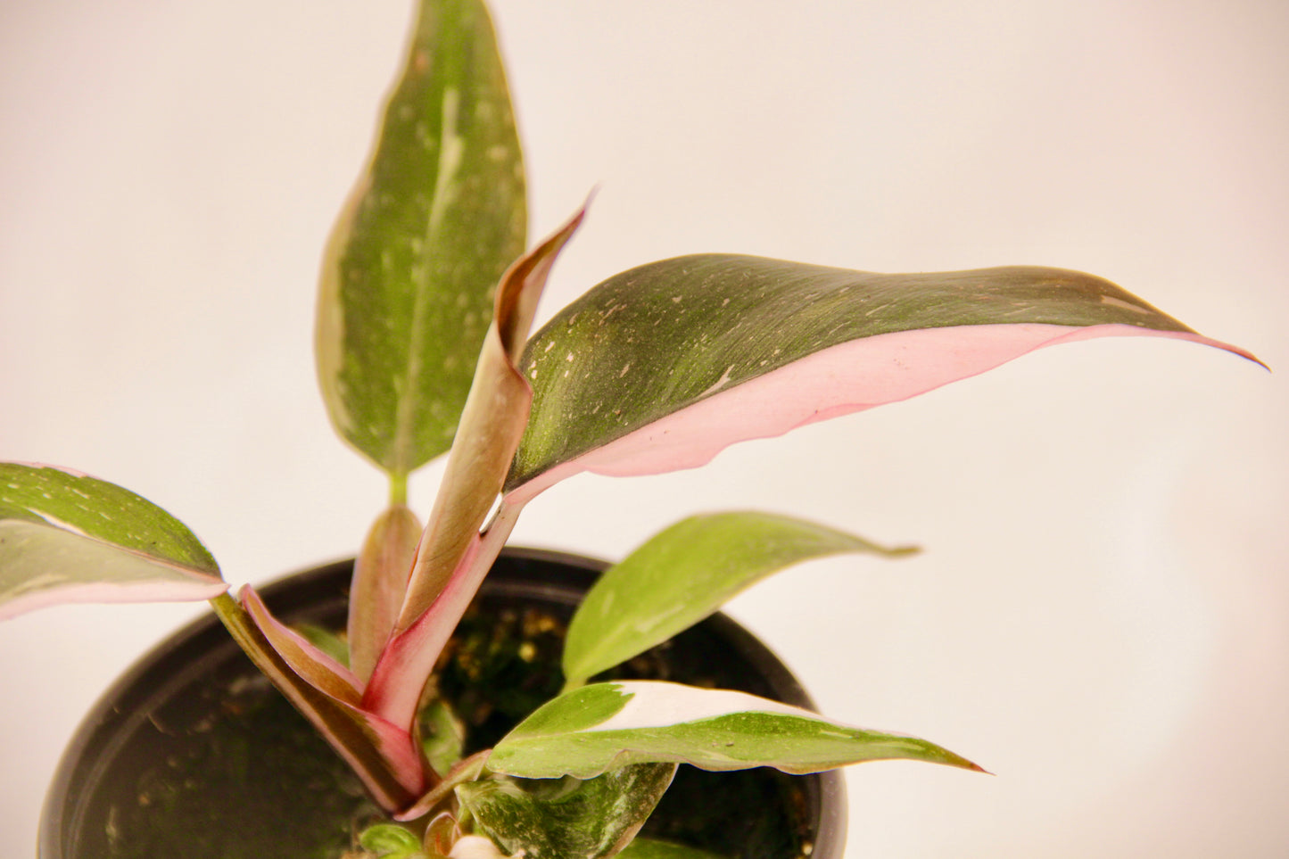 Philodendron Pink Princess (Philodendron Erubescens)