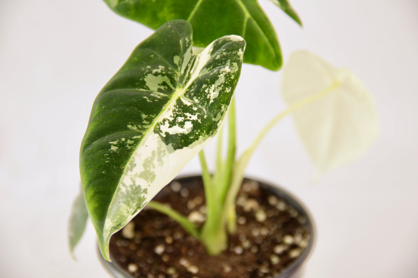 Alocasia Micholitziana 'Frydek' Variegata