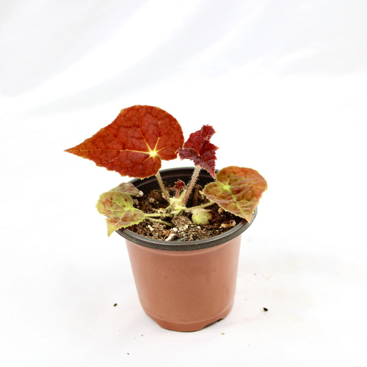 Begonia Rex Autumn Ember