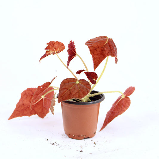 Begonia Rex Autumn Ember