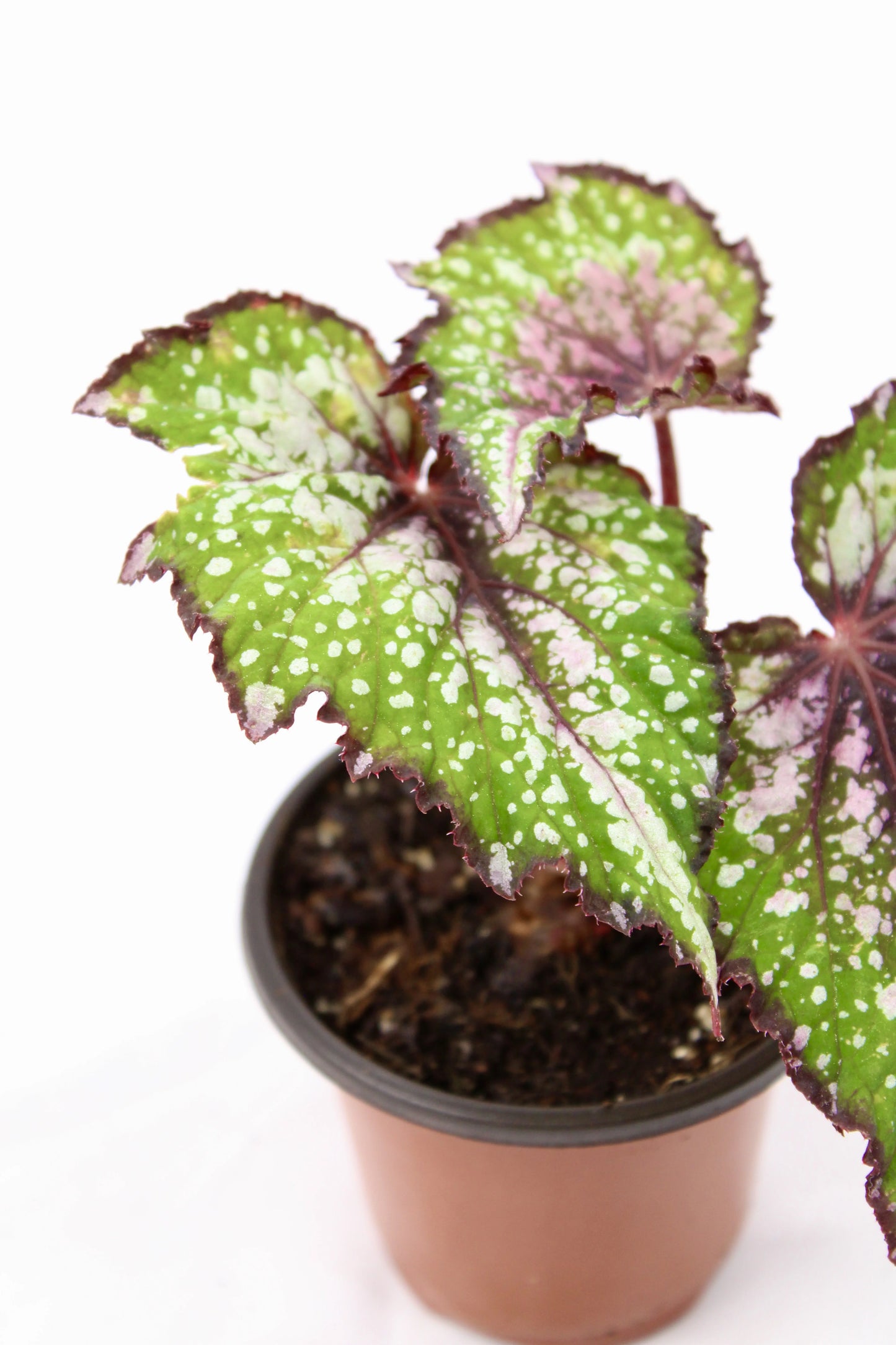 Begonia Rex Bostella