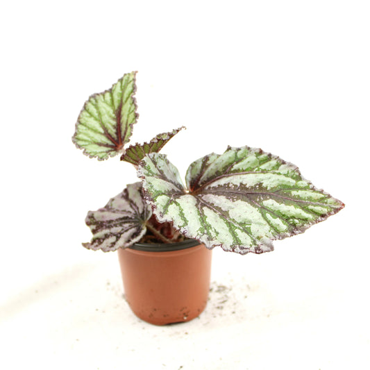 Begonia Rex Dew Drop