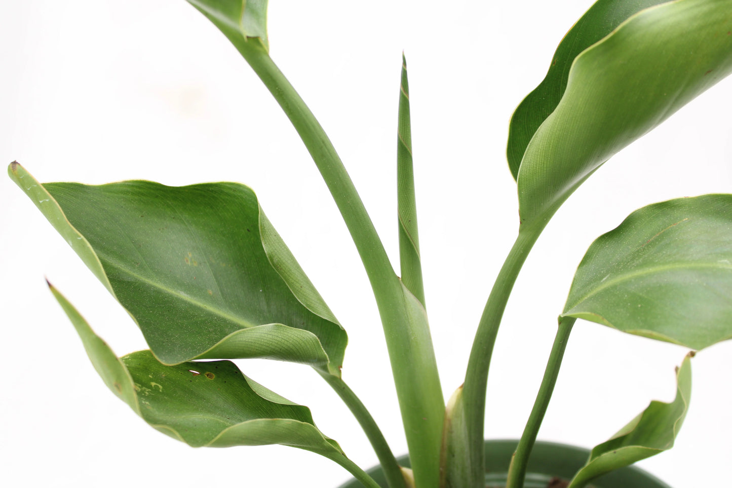 Birds of Paradise White (Strelitzia Nicolai)