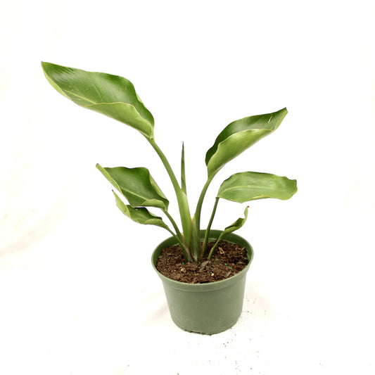 Birds of Paradise White (Strelitzia Nicolai)