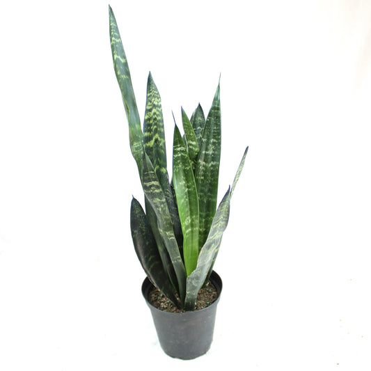 Black Coral Sansevieria, Dracaena trifasciata ‘Black coral’