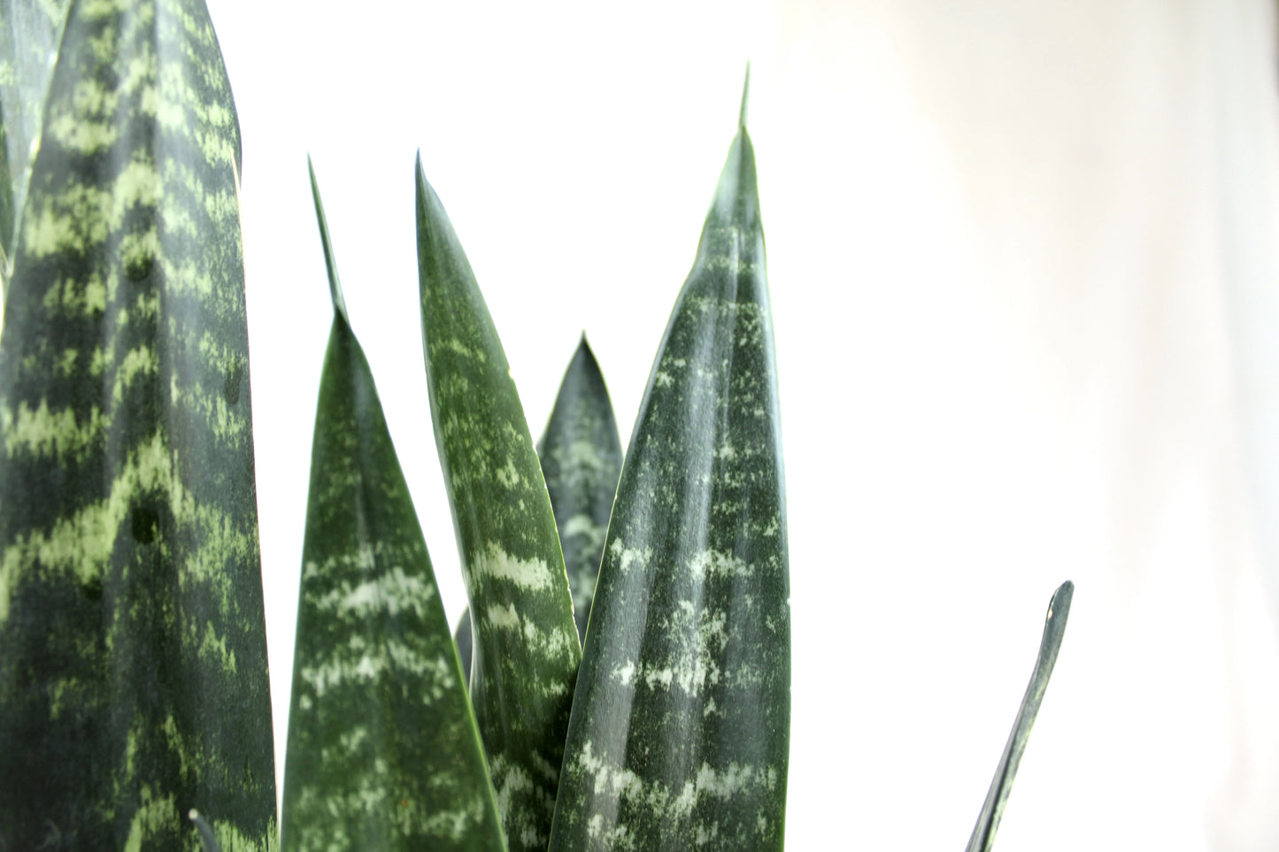 Black Coral Sansevieria, Dracaena trifasciata ‘Black coral’