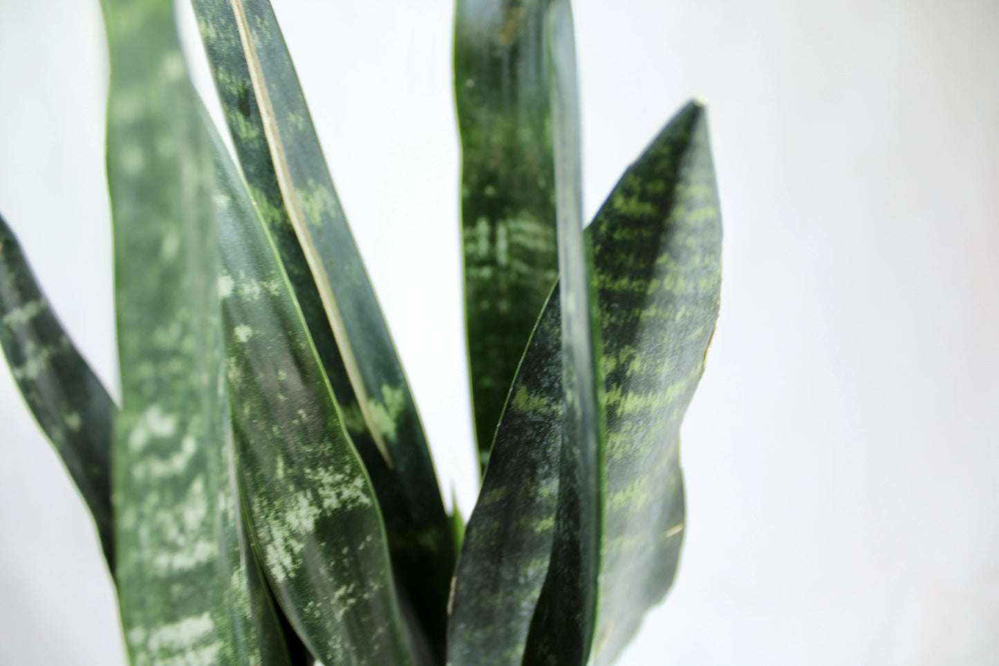 Black Coral Sansevieria, Dracaena trifasciata ‘Black coral’