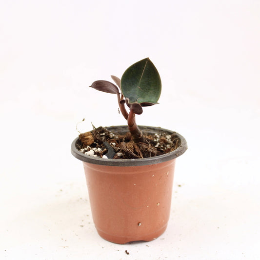 Black Velvet Jewel Orchid (Ludisia discolor var. Nigrescens)
