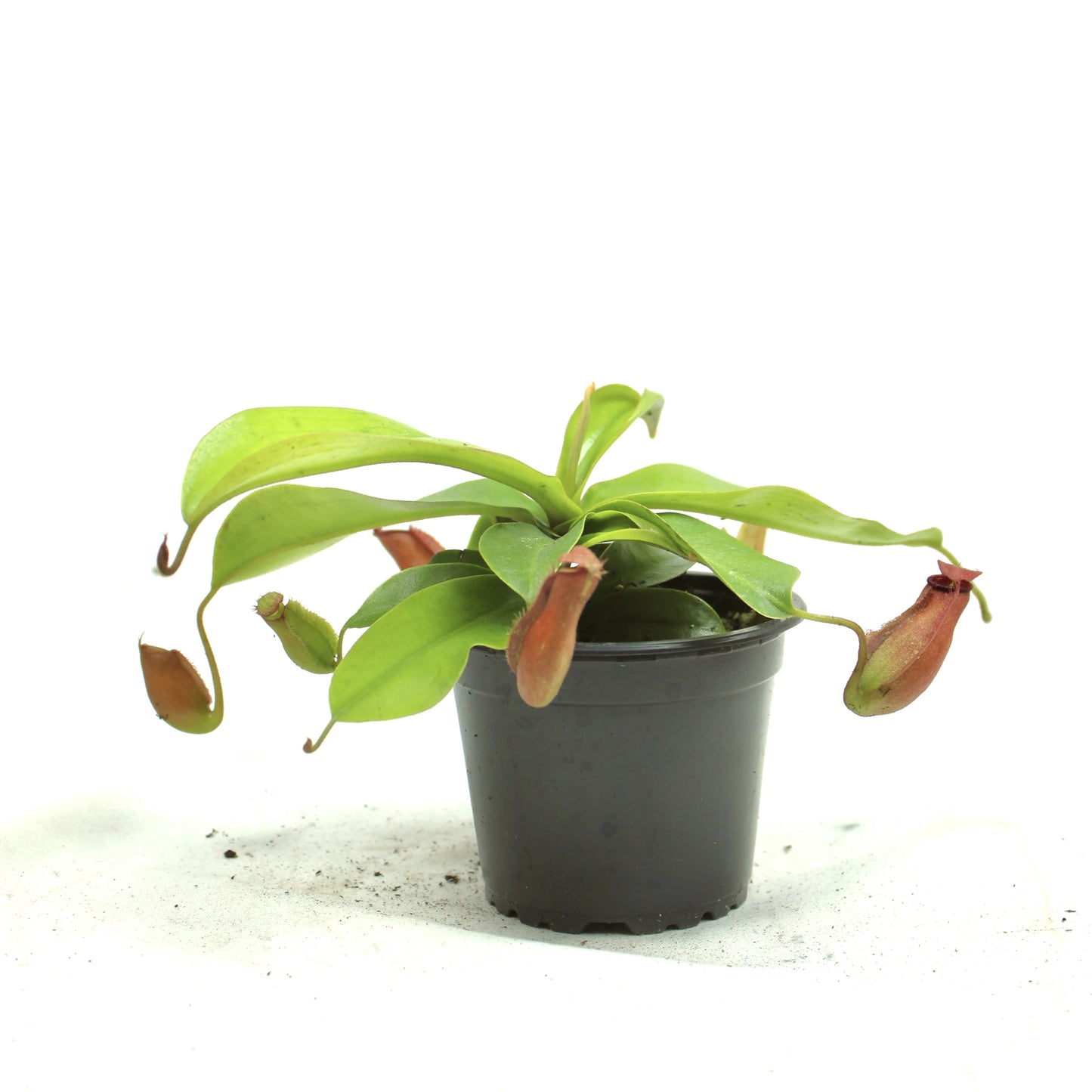 Bloody Mary Pitcher Plant, Nepenthes mirabilis 'Bloody Mary'