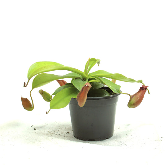 Bloody Mary Pitcher Plant, Nepenthes mirabilis 'Bloody Mary'