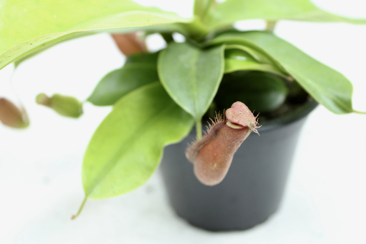 Bloody Mary Pitcher Plant, Nepenthes mirabilis 'Bloody Mary'