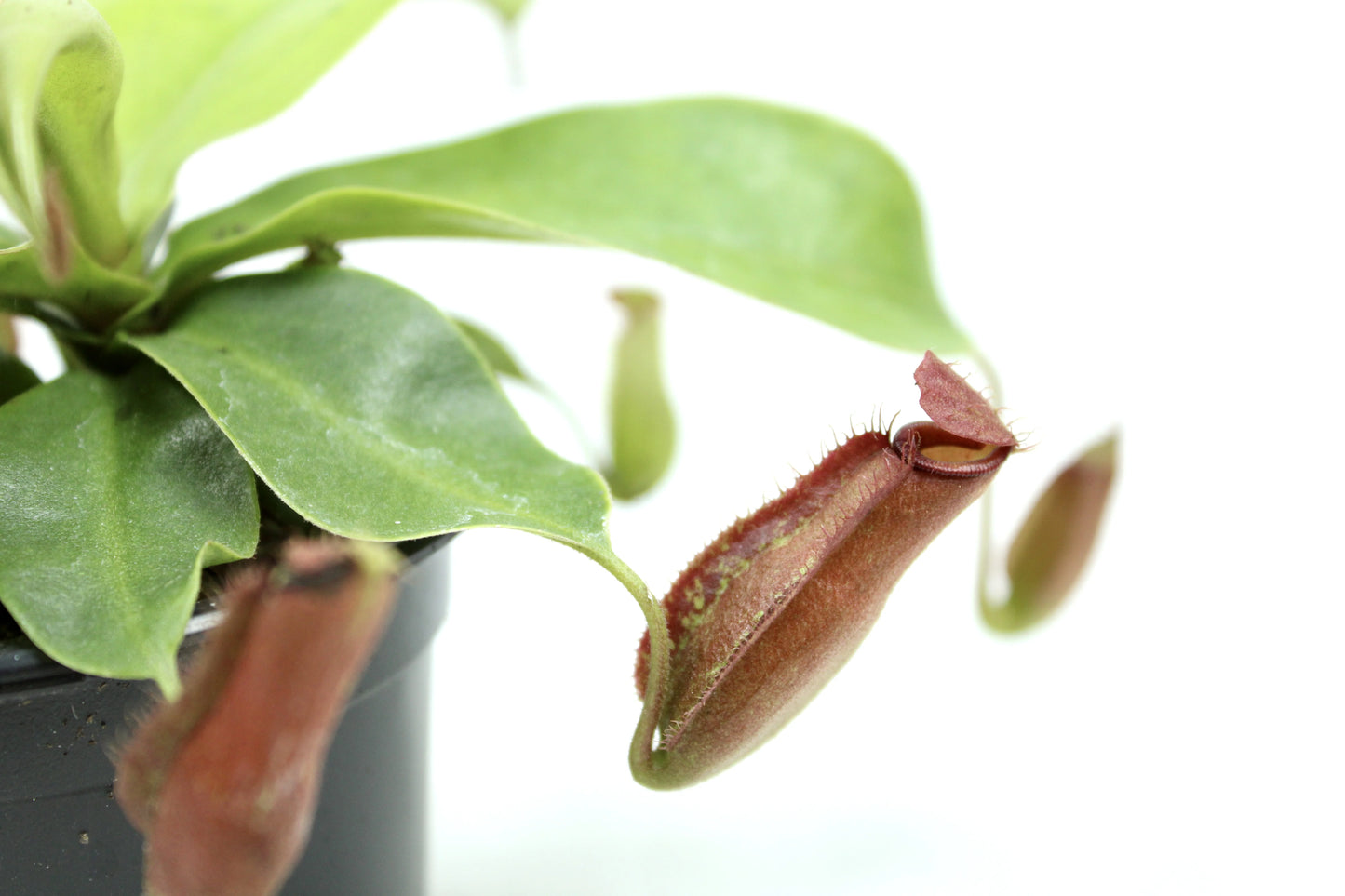 Bloody Mary Pitcher Plant, Nepenthes mirabilis 'Bloody Mary'